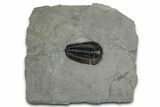 Calymene Niagarensis Trilobite Fossil - New York #357089-1